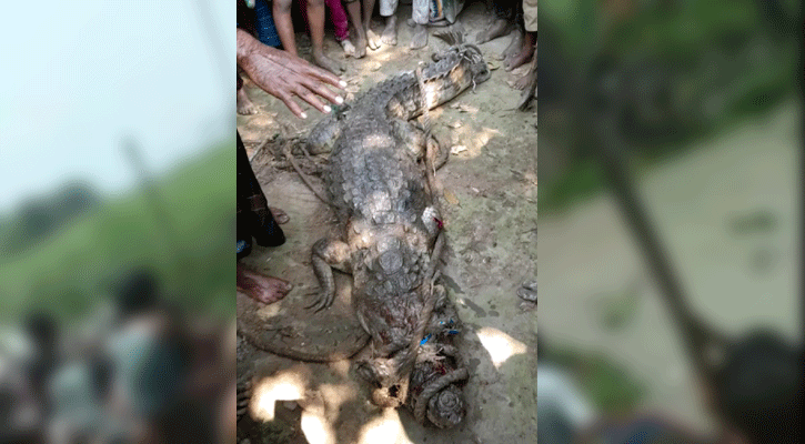 মাদারীপুরে খালের পানিতে কুমির, পিটিয়ে মারল জনতা