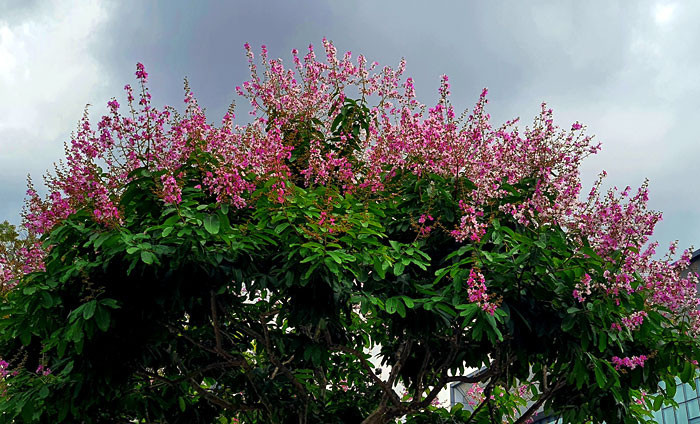 গাছের শাখায় শোভা পাচ্ছে জারুল ফুল। বিশ্বরোড় এলাকা থেকে ছবি তুলেছেন জি এম মুজিবুর।